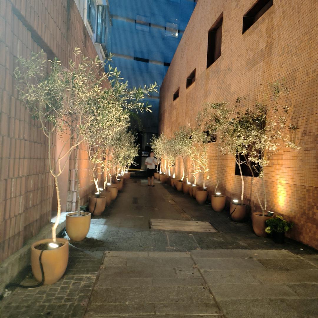人淡如菊朱小姐