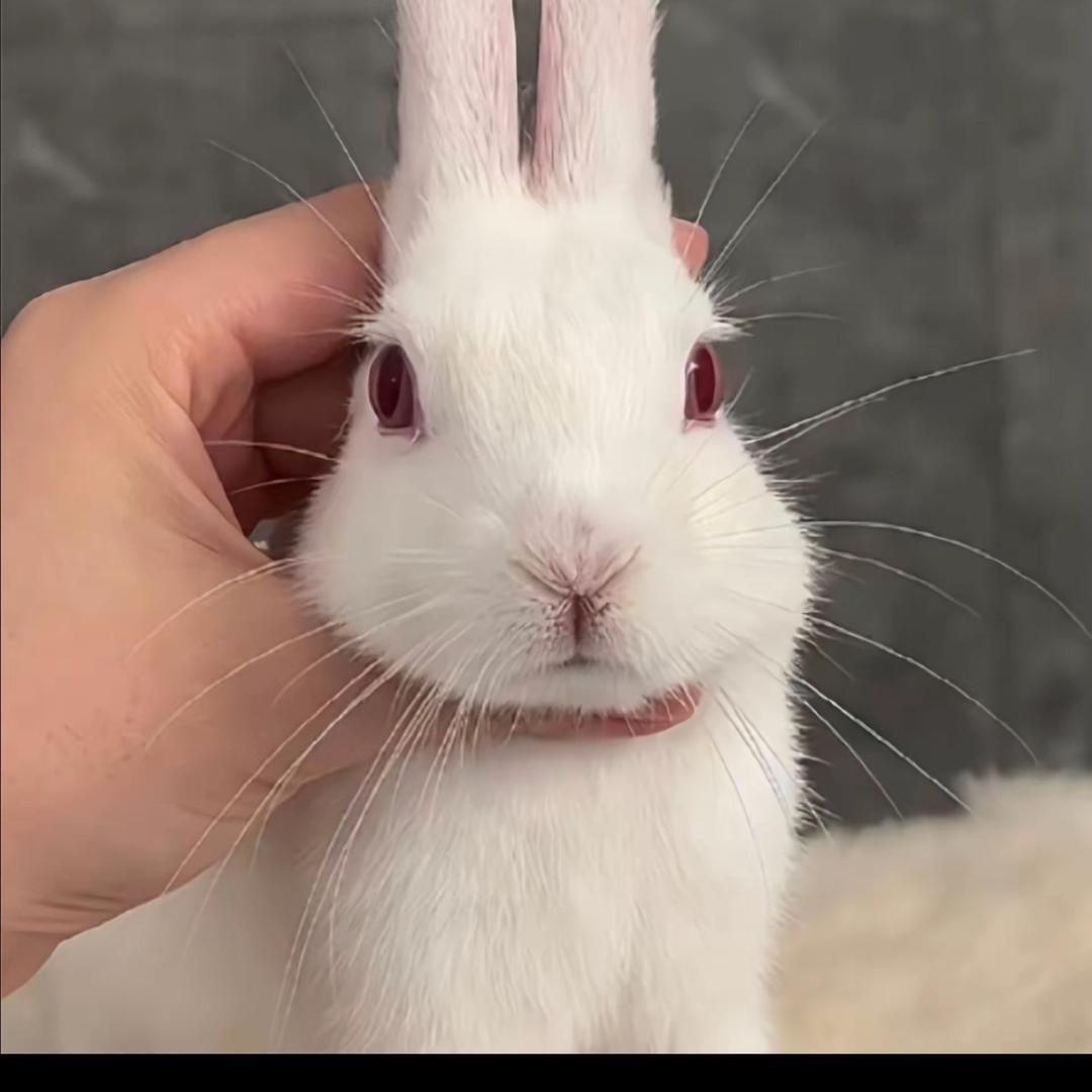 海南文昌养兔人