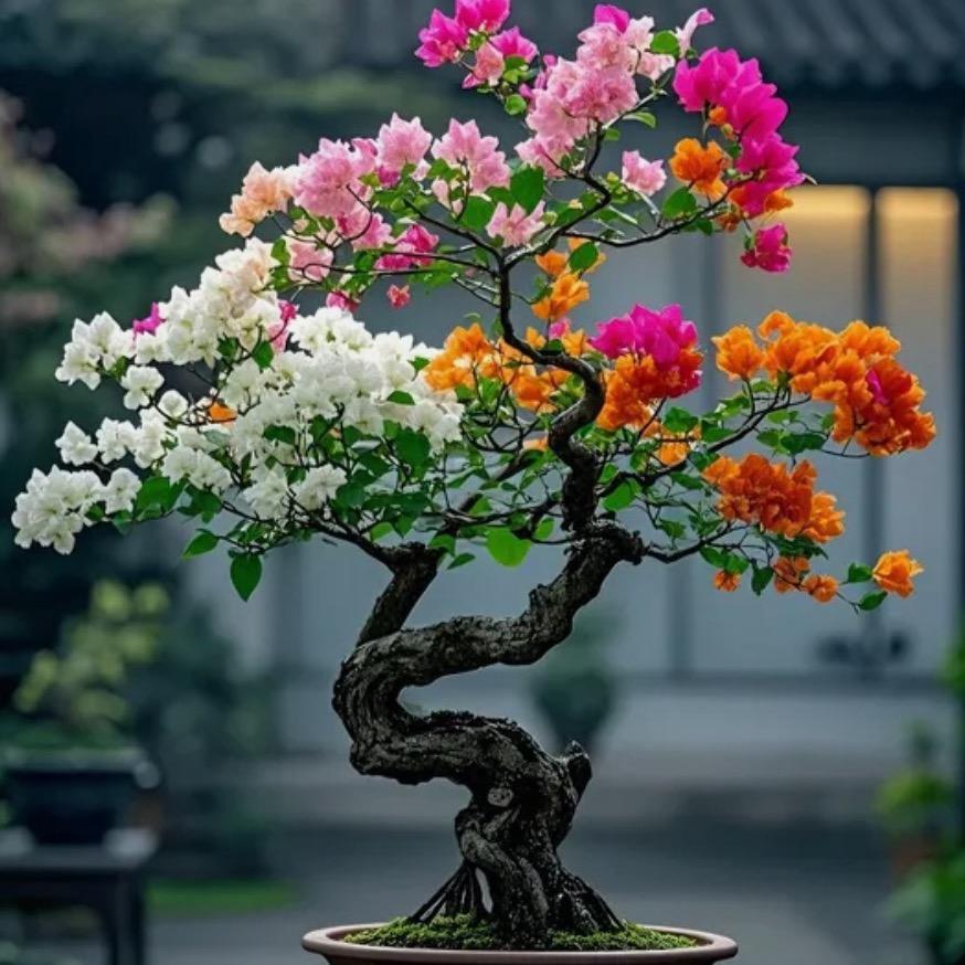 翔歌花卉盆景
