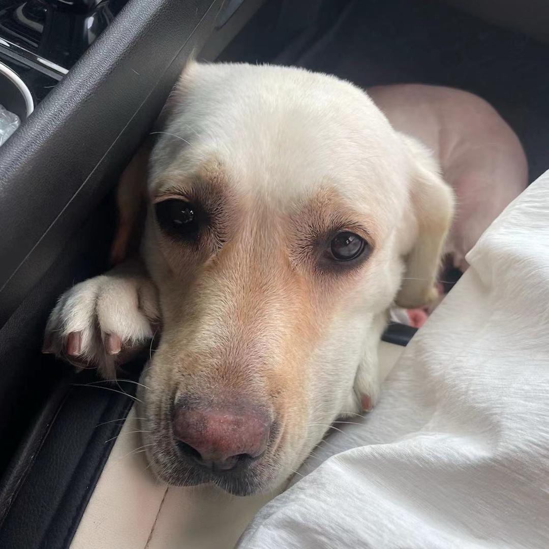 汉堡夹心馒豆干^