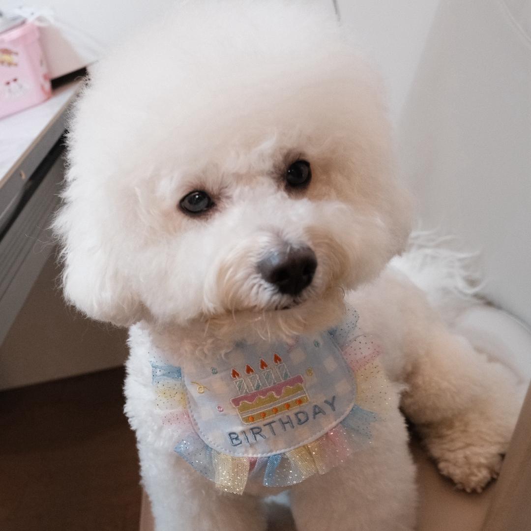 肉肉是个小“恶霸”