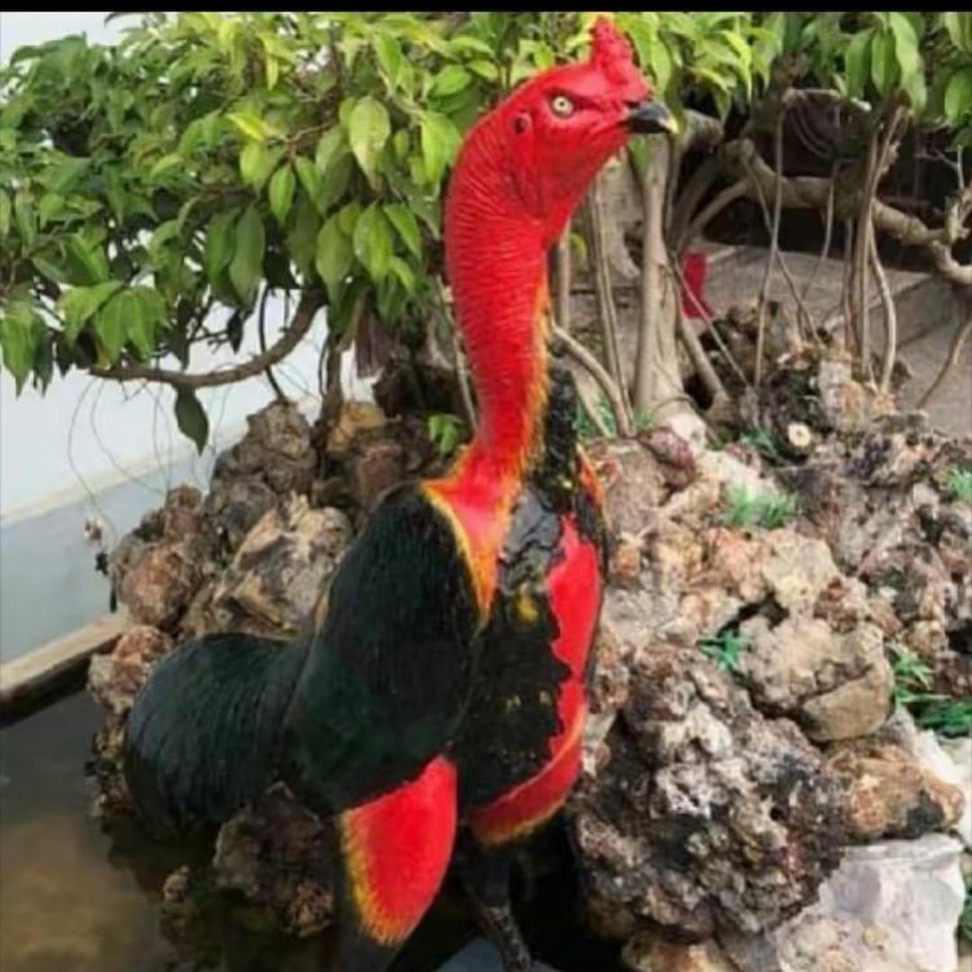 黔西阿林斗鸡💪