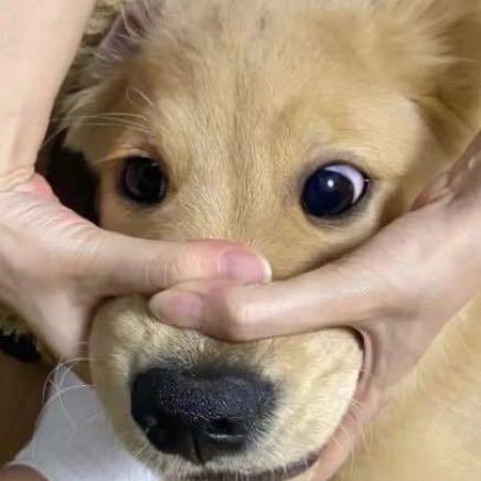 闭嘴修🐩