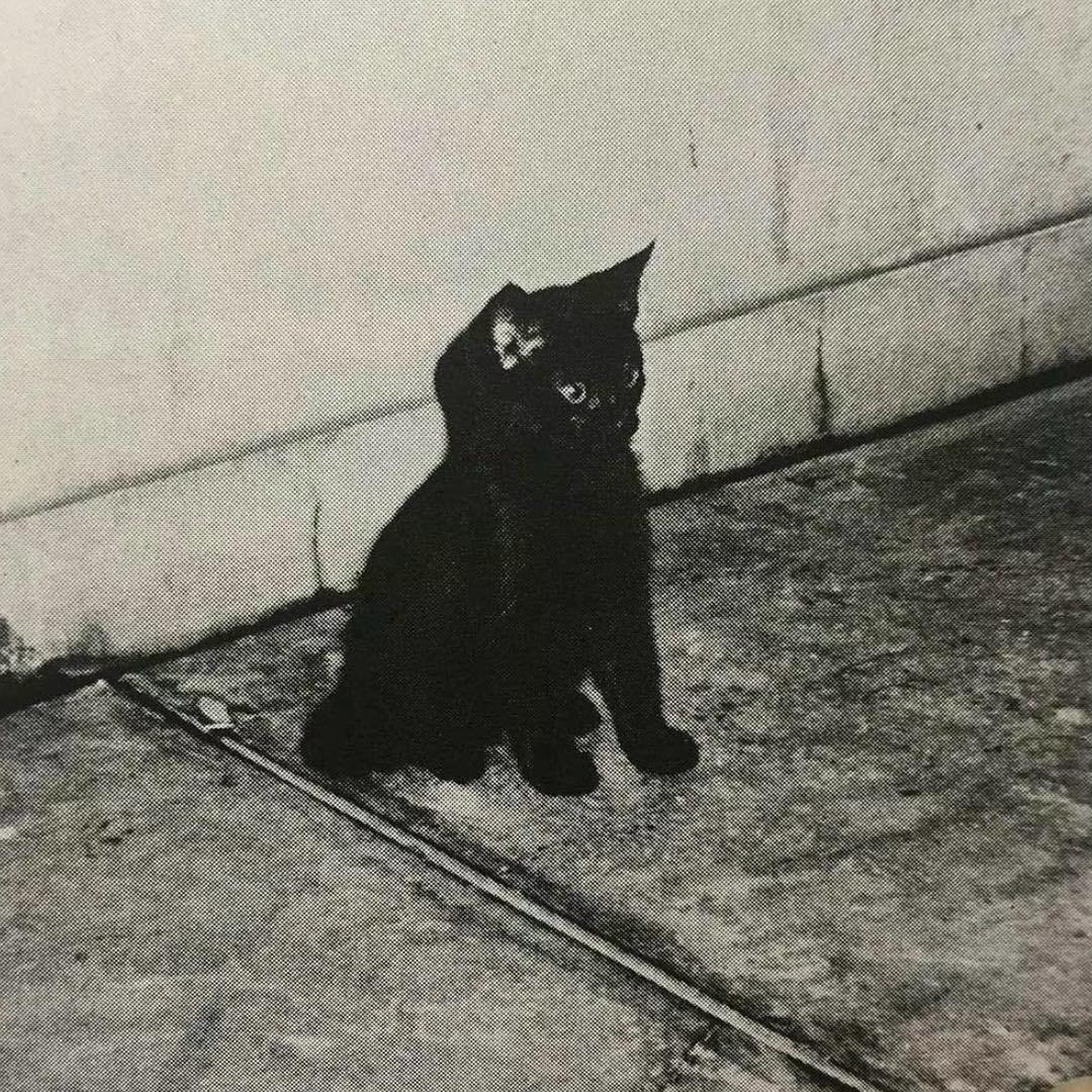 冰美式杀手