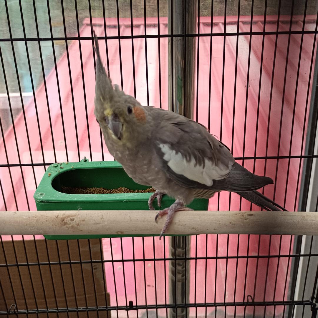 杰哥