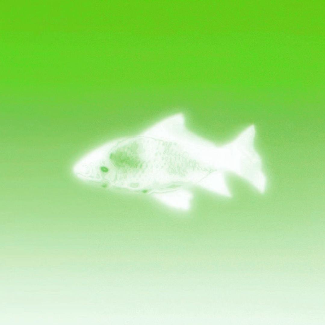 Aripis