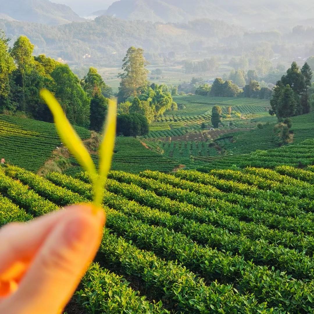 雅安市名山区海燕茶叶经营部