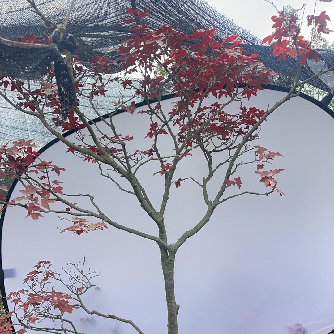 东歌