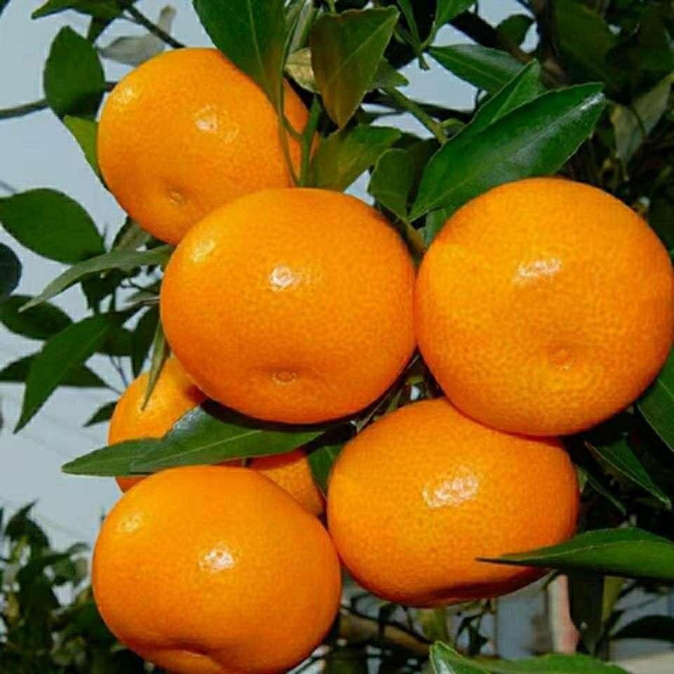 湖南石门蜜桔基地3