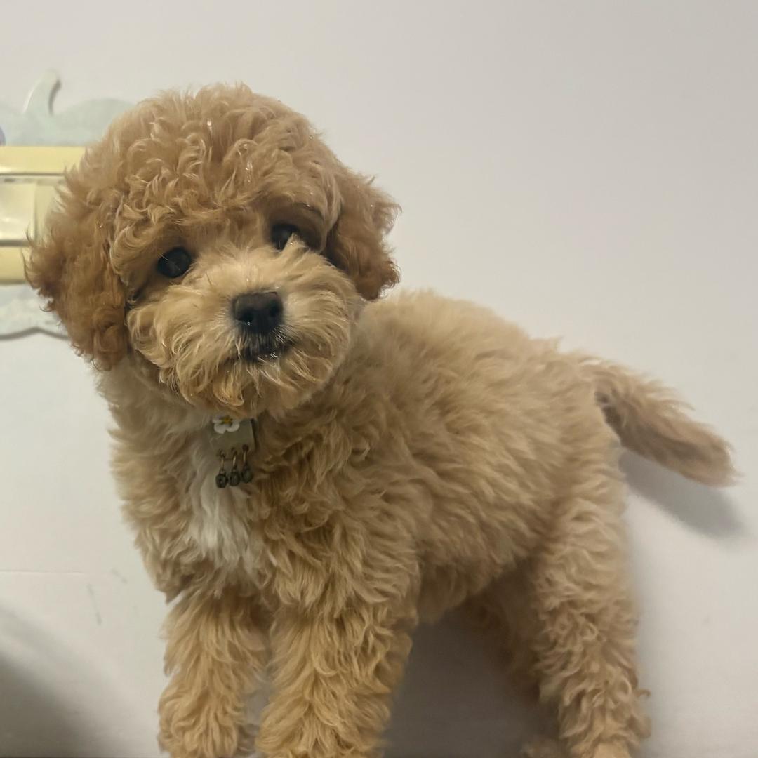 QQ是只泰迪熊