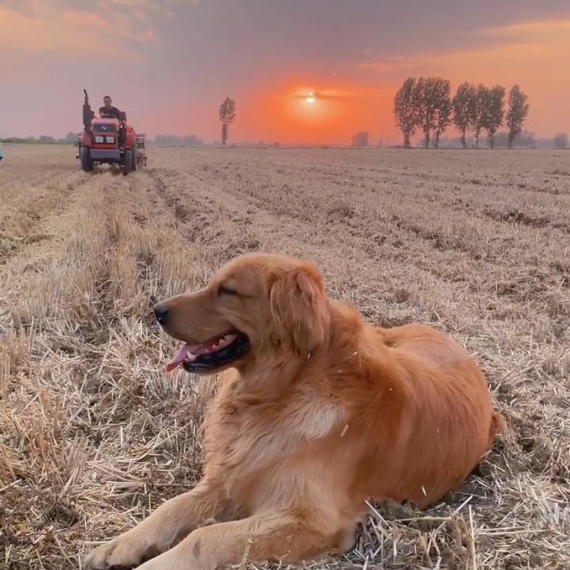 飒宠优家宠物生活馆（南坪）