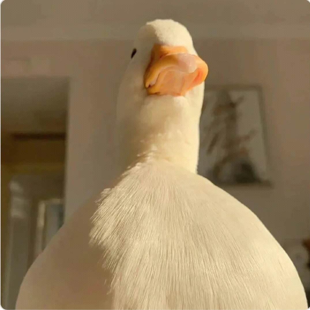 丑小鸭🦢‍