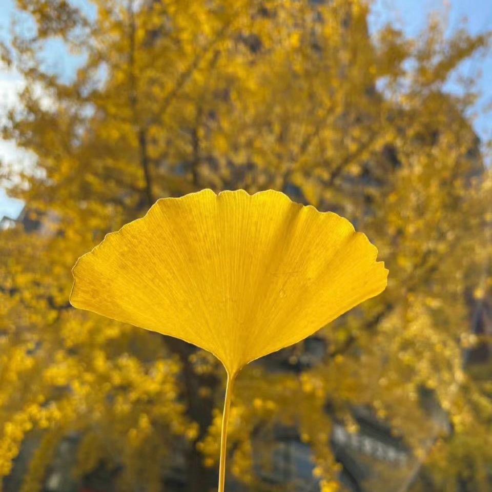 没有刺的仙人掌🌵