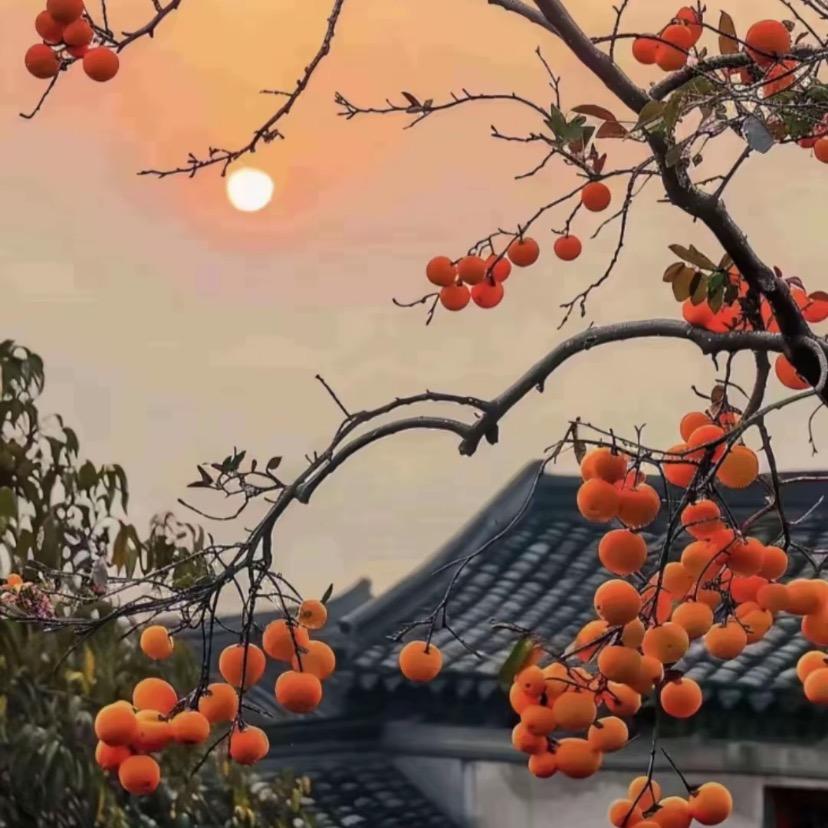拾.伍🇨🇳