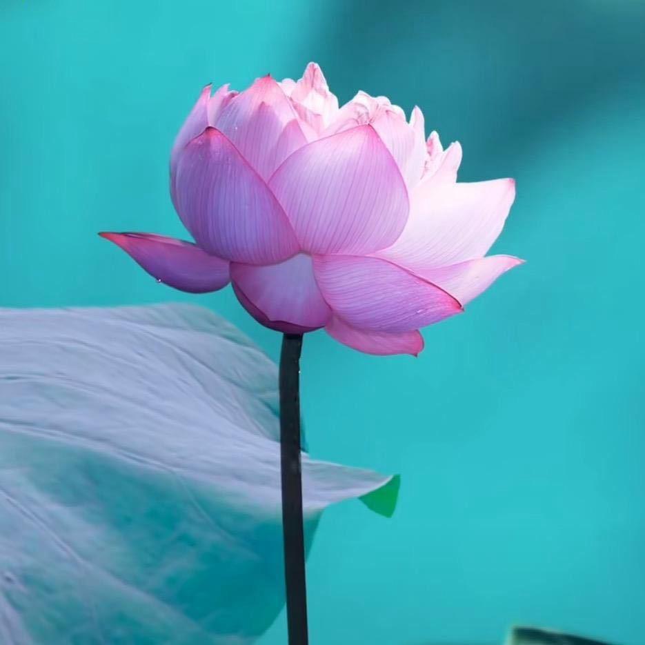 兮颜🌹