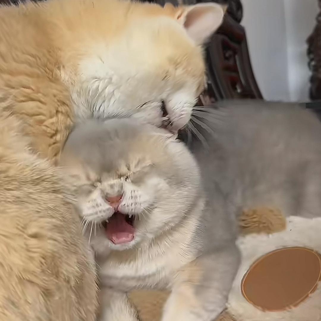 瑞瑞啊