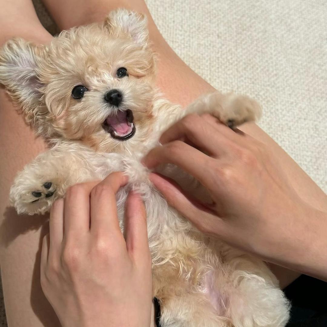 我的古法柔式龍爪手