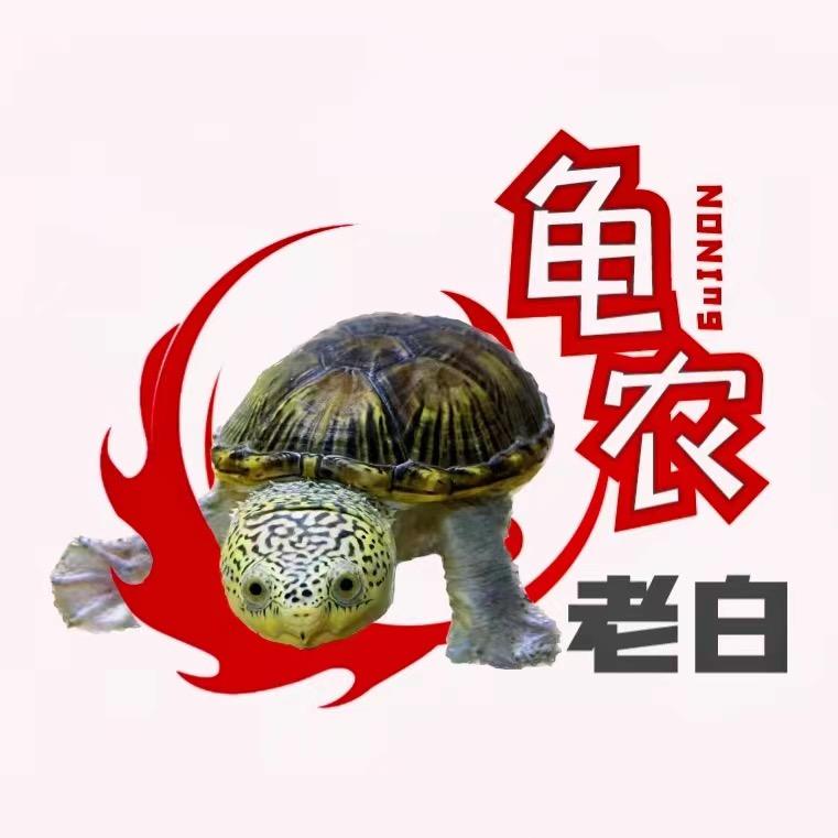 龟农老白🐢