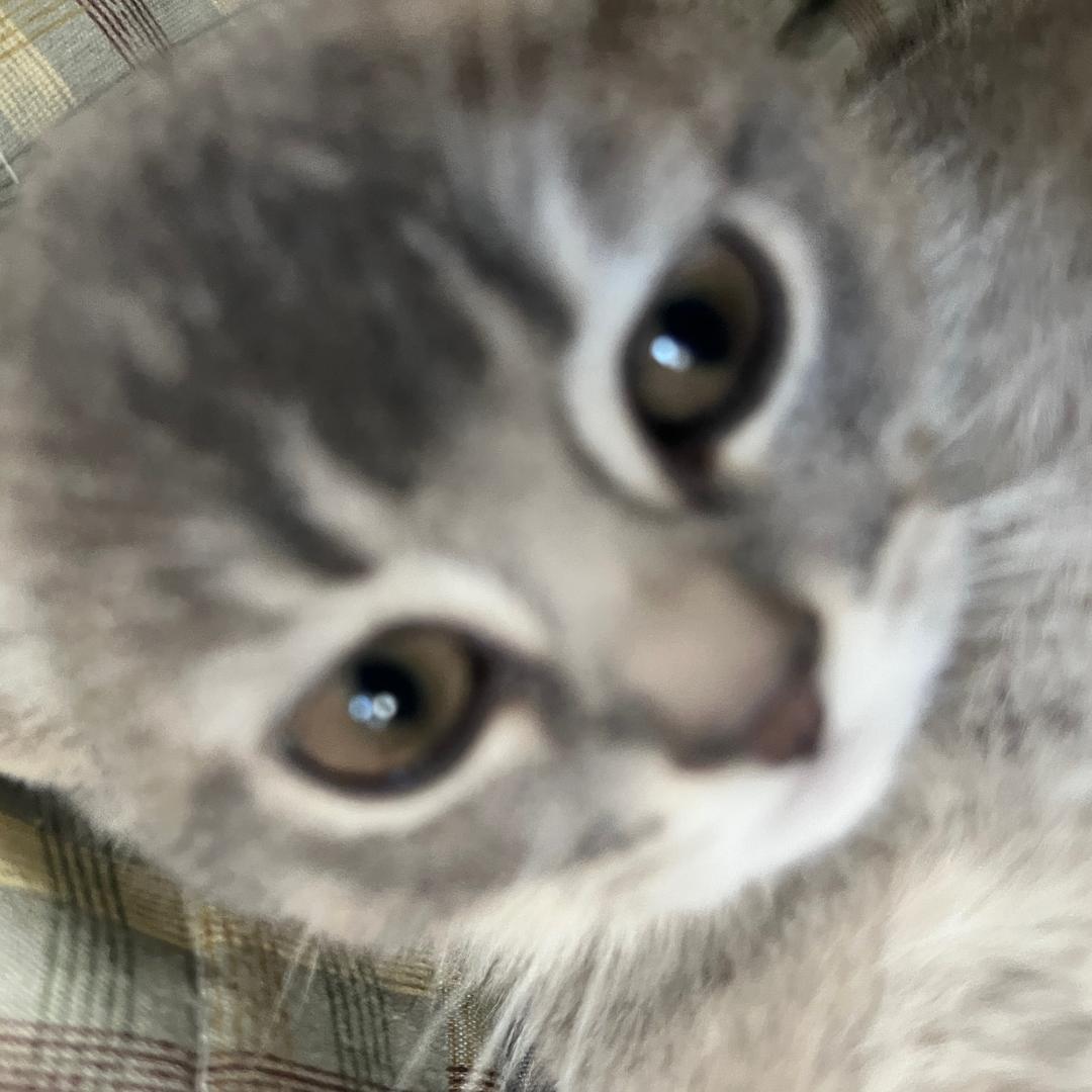 独