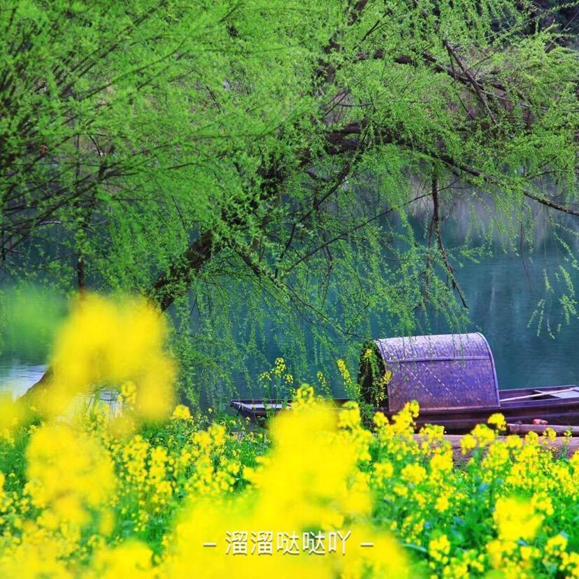 文竹