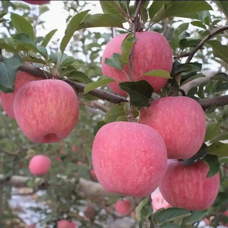 万等敏东果树苗木专卖店