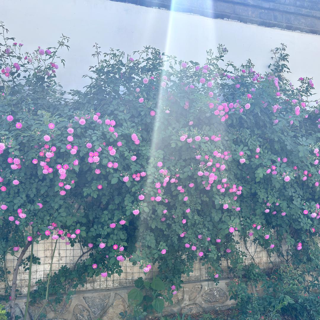 潇潇🌻