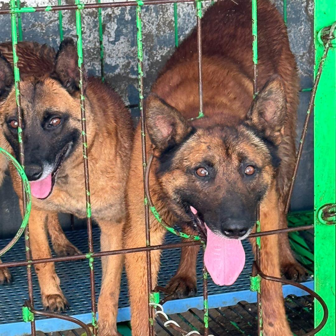 火耳是马犬