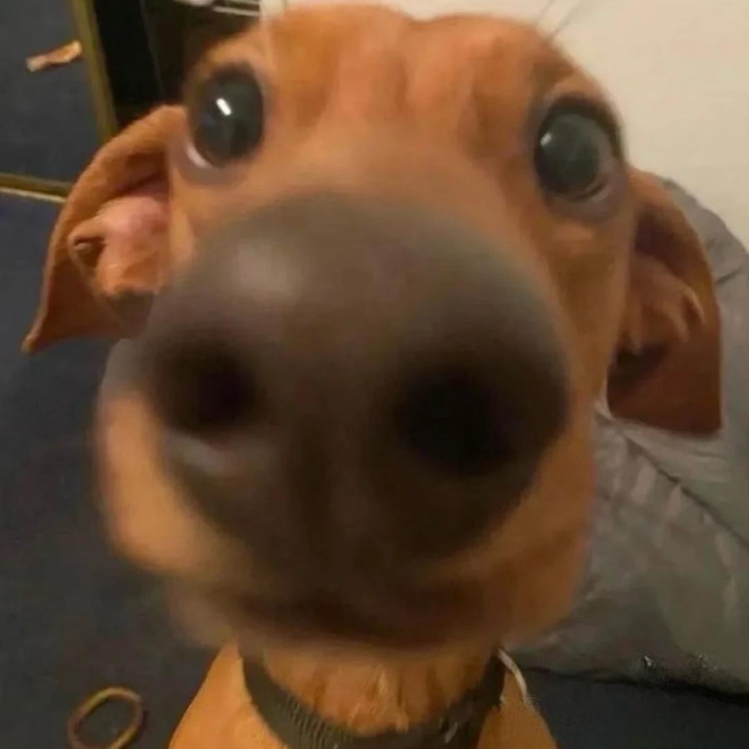 我有注意力⚡️