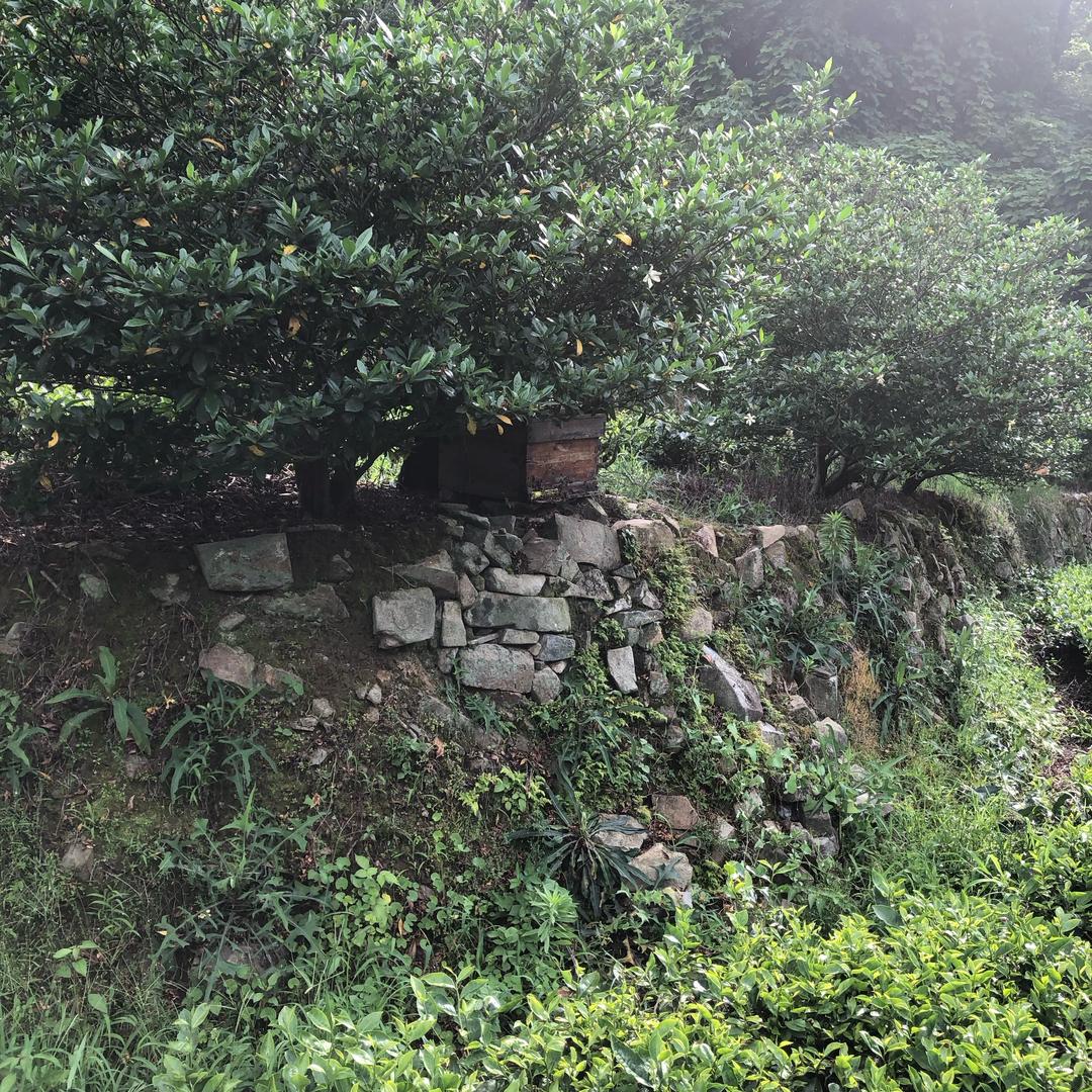 大山里养蜜蜂