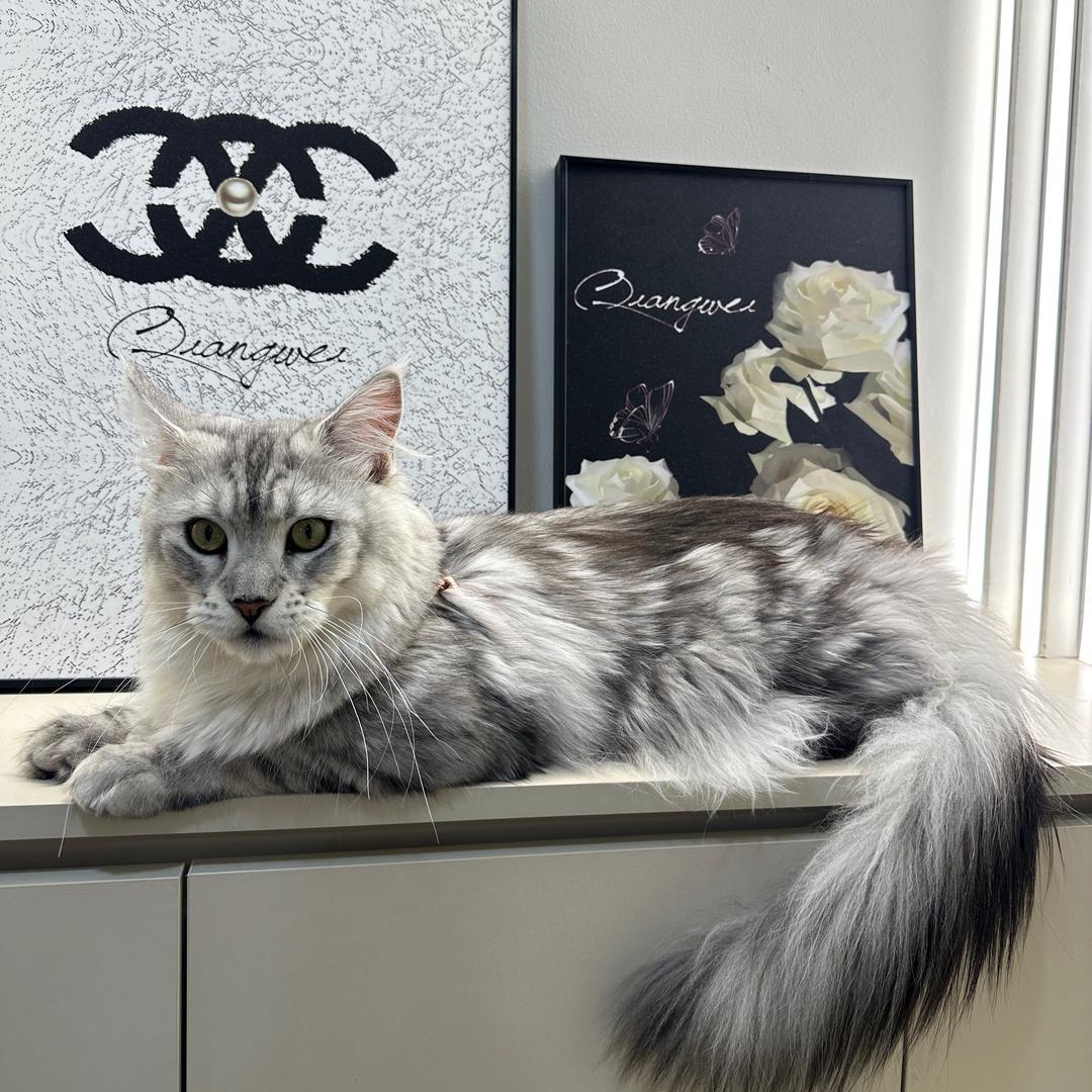 布丁是只猫🐱