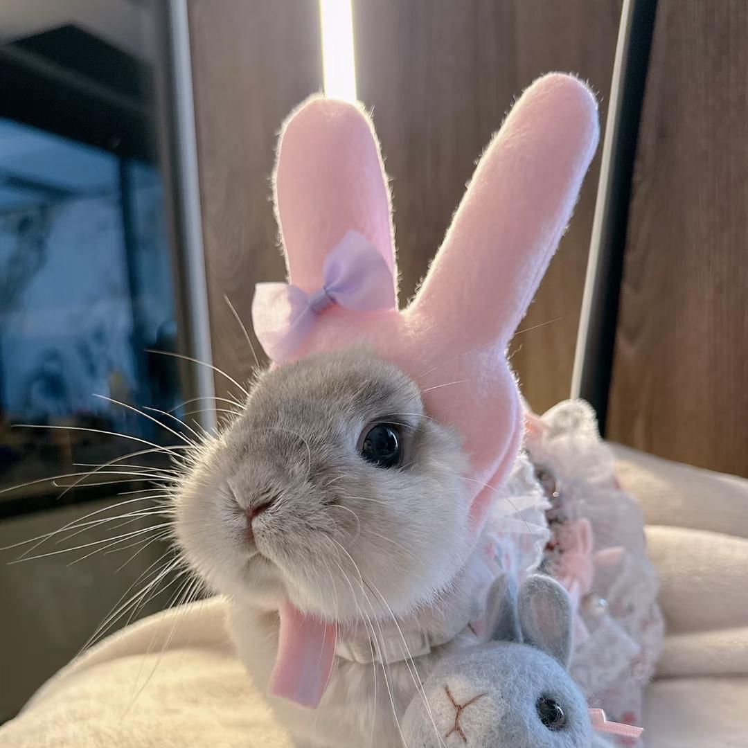 兔兔🐰