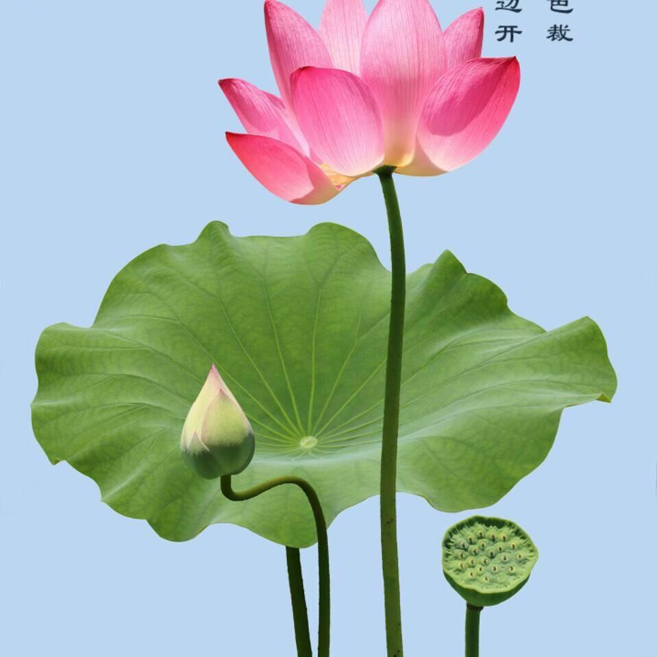 宇文健vd