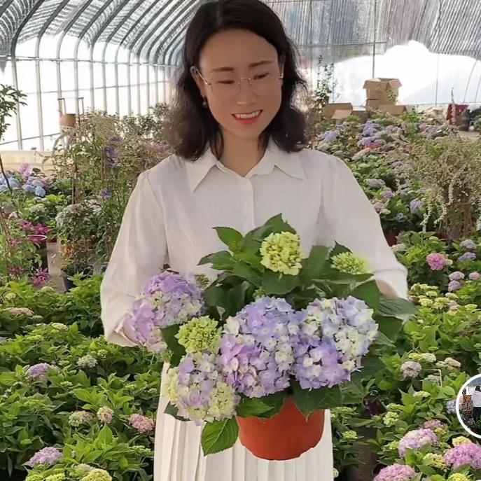 美丽欧花卉