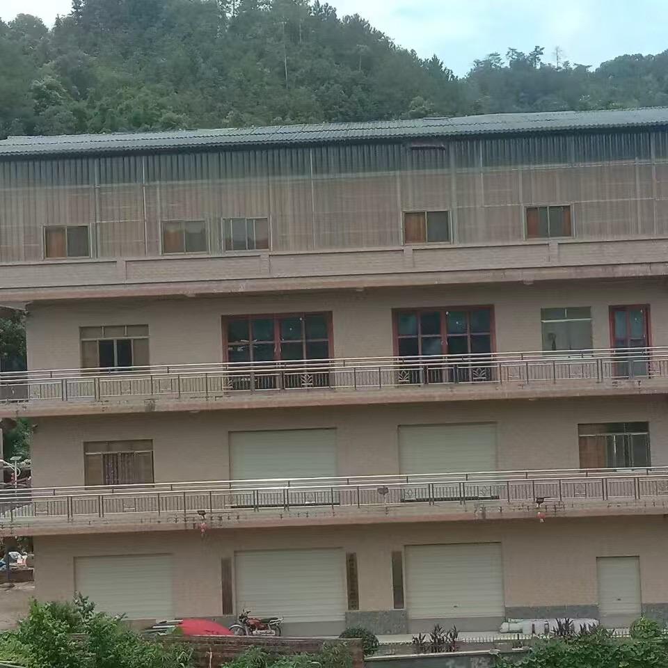 六日村和隆六堡茶