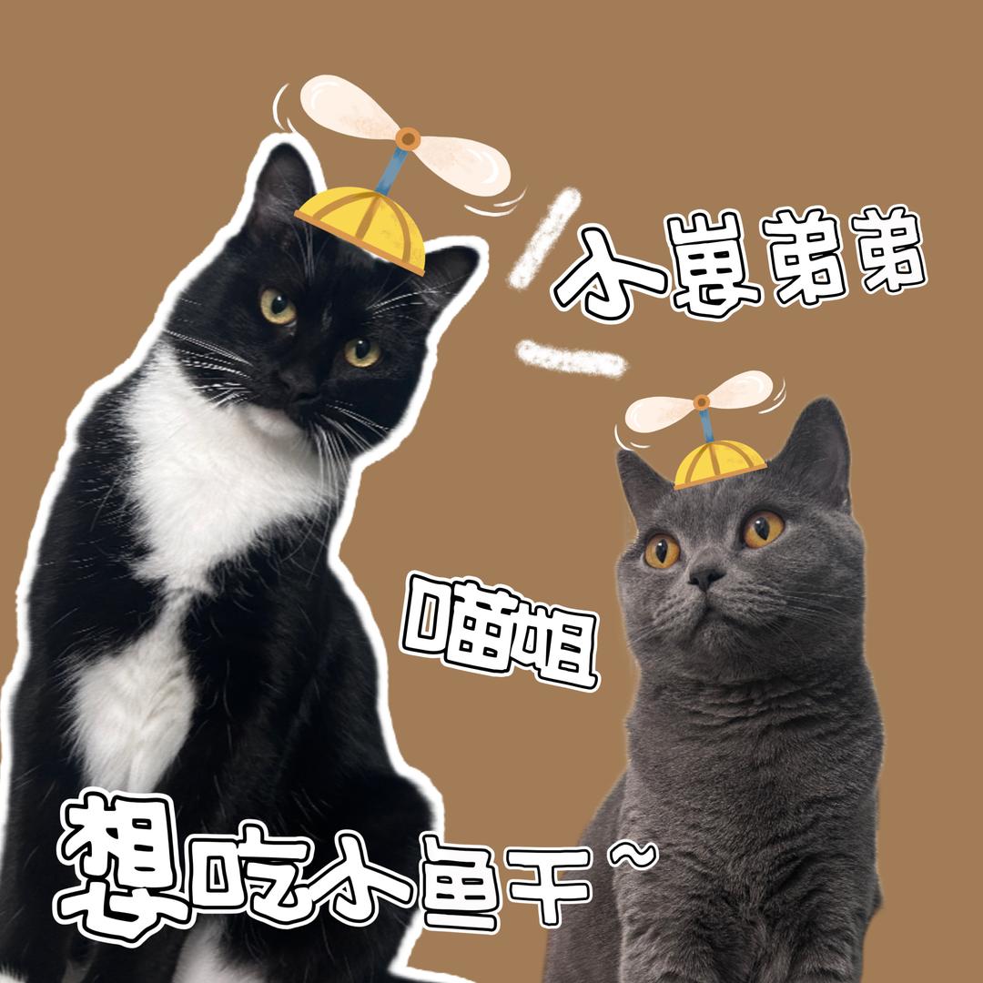 🐈‍⬛二喵小崽