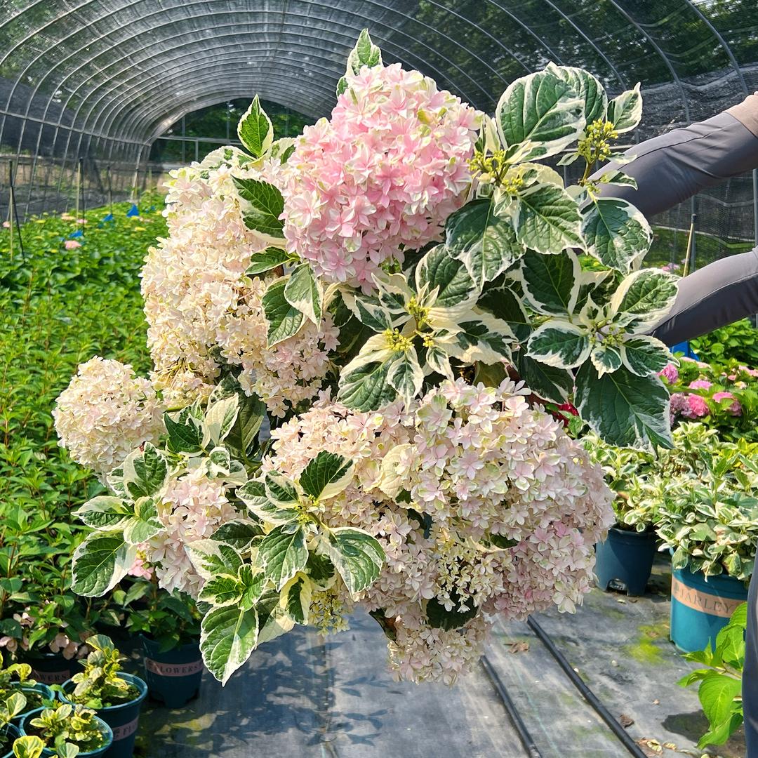 成都钻石花朵臻选阁