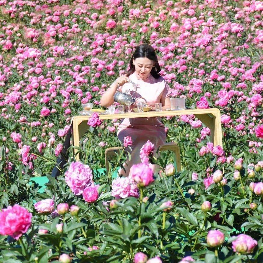 爱泡茶的豆小姐