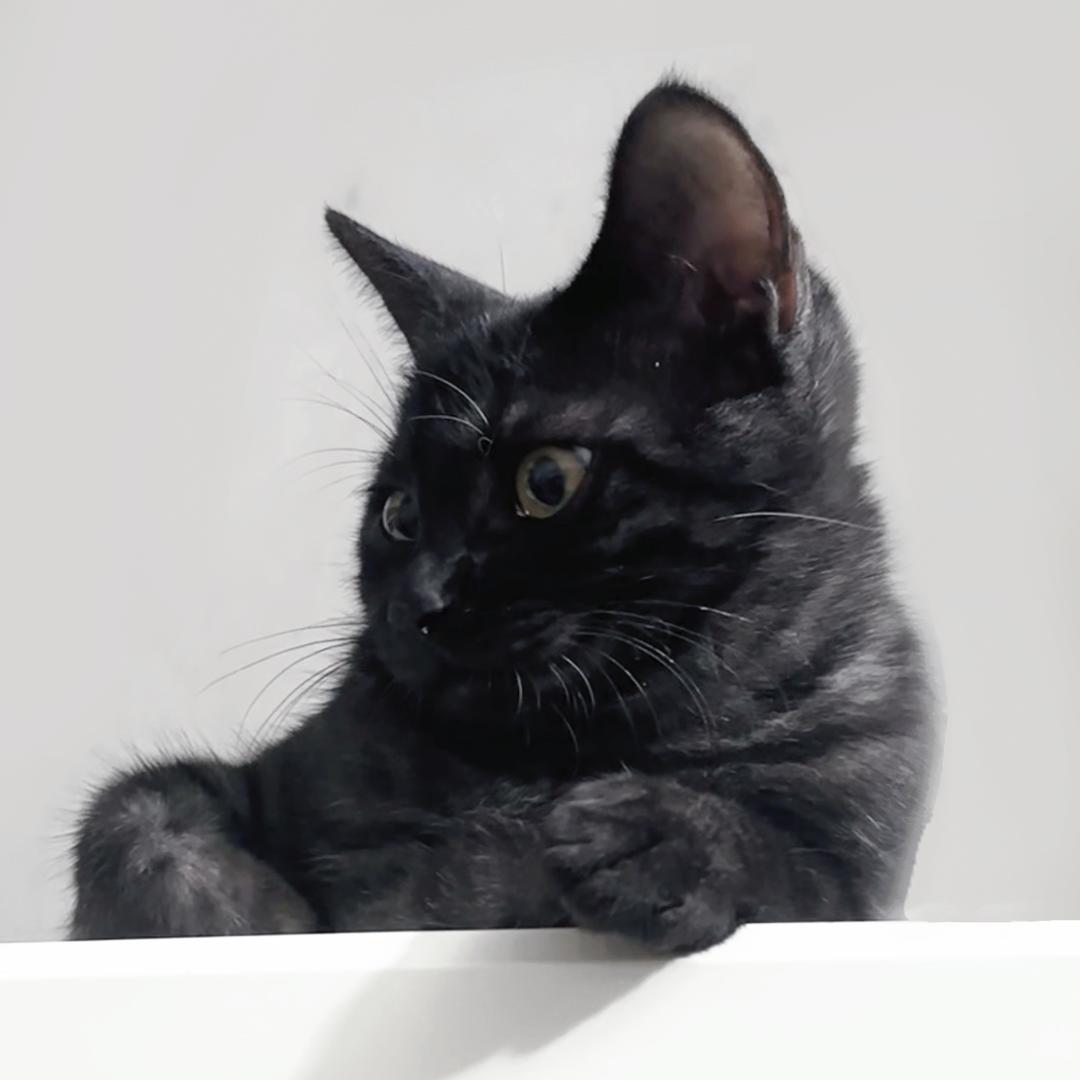 澕