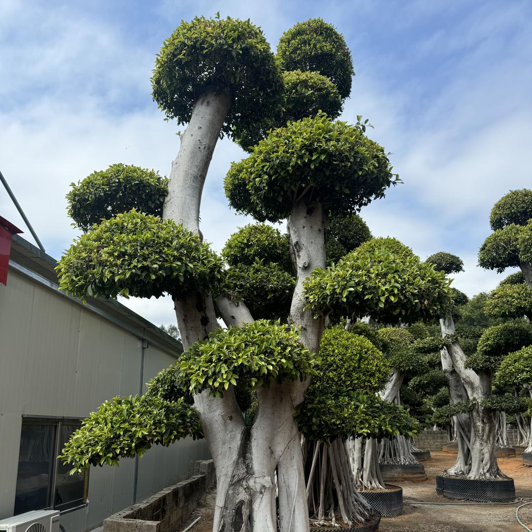 璞园造型树