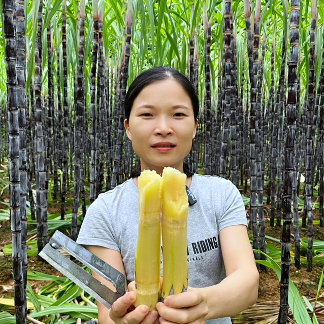 杨杨果园产地