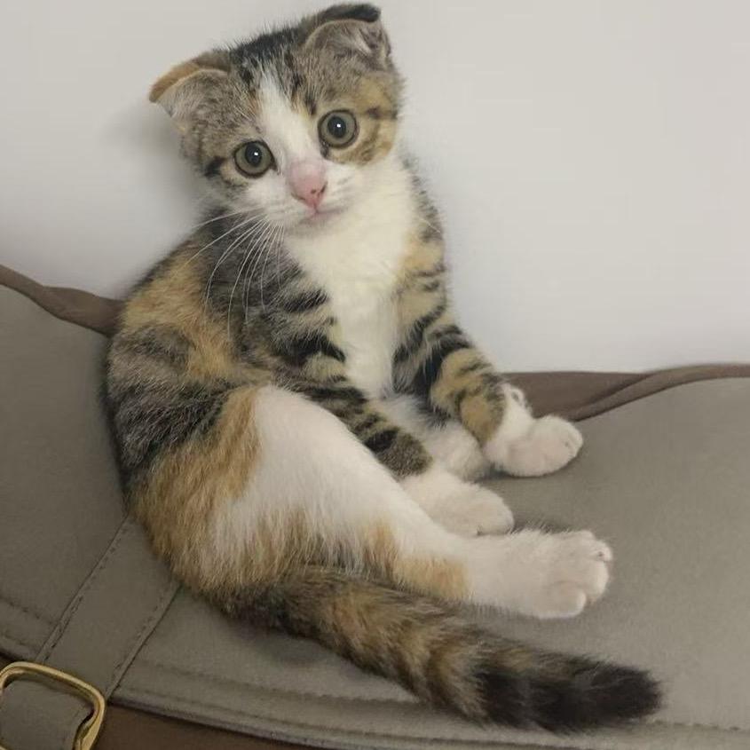 猫宁〽️