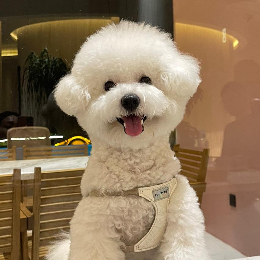 比熊Lucky