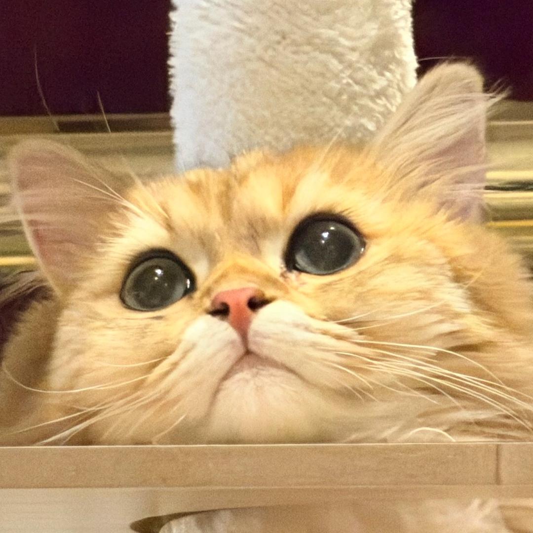 7️⃣9️⃣0️⃣💤