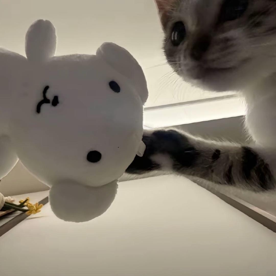 十二少