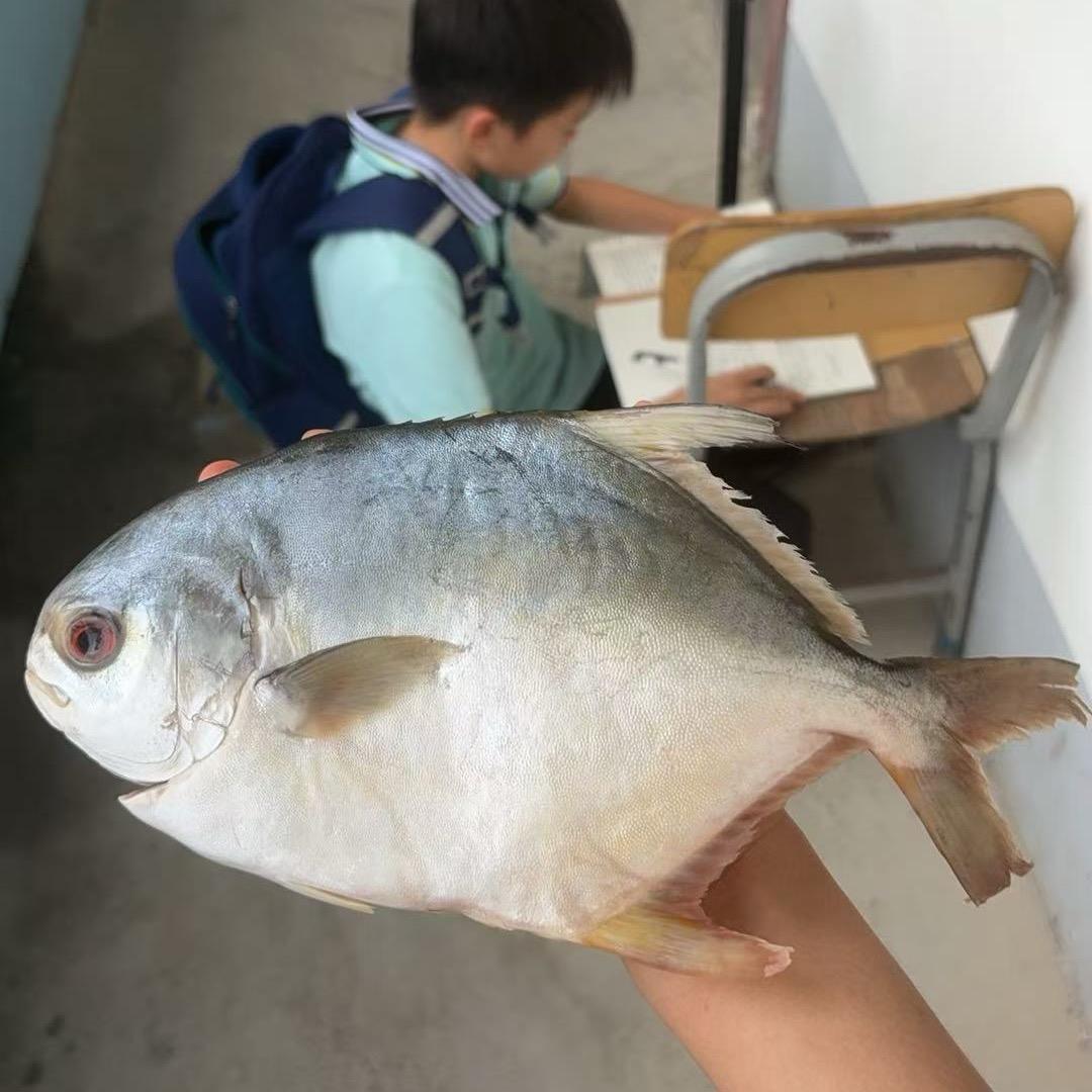 蒸鱼摇摆蹦蹦恰 🫧