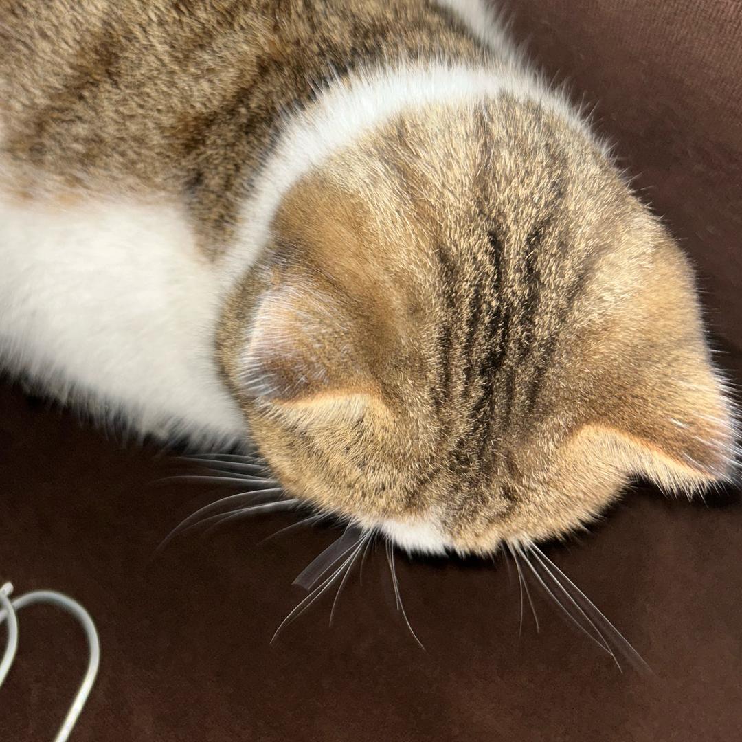 小小猫咪