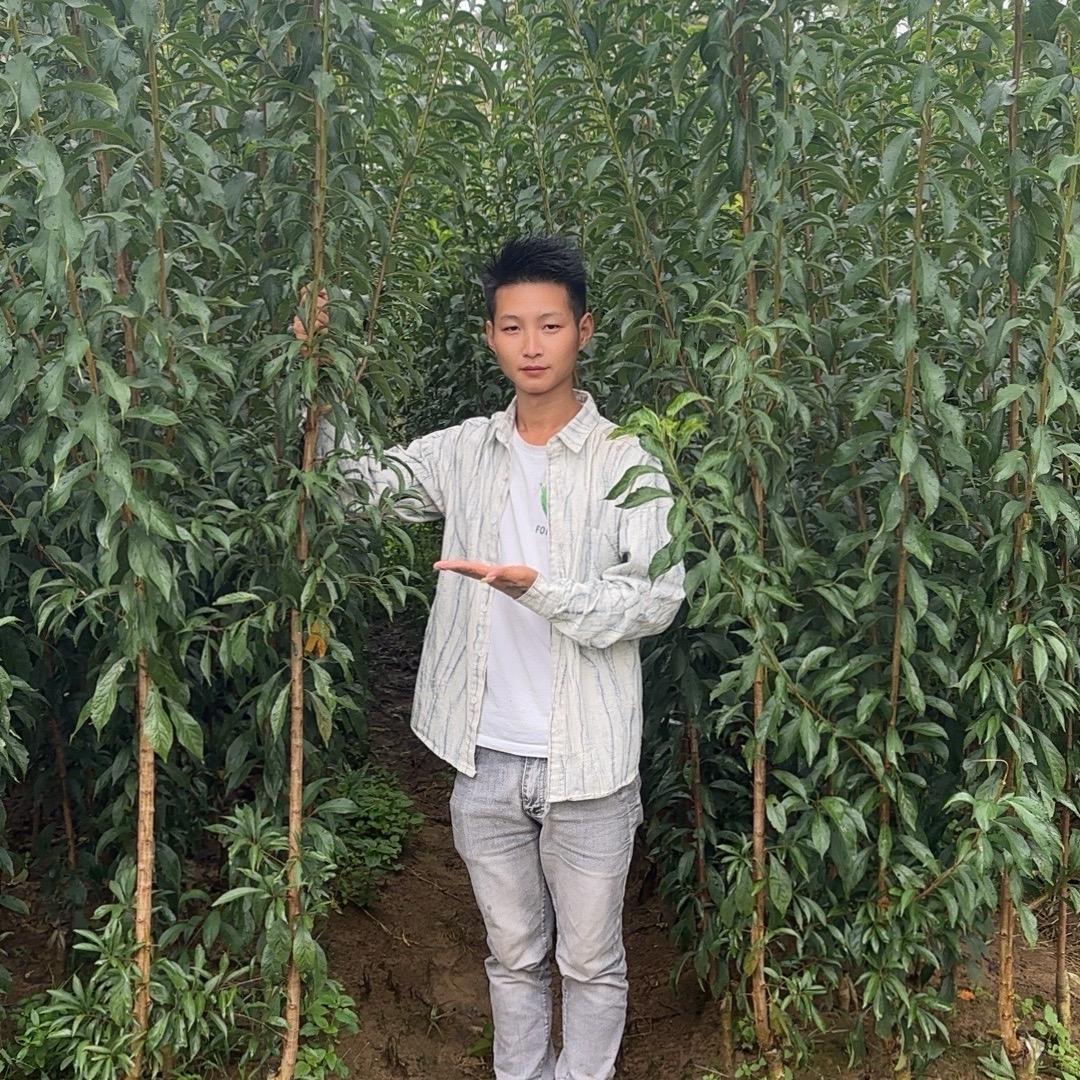 鲜多惠蜂糖李果树苗木专营店六马蜂糖李苗