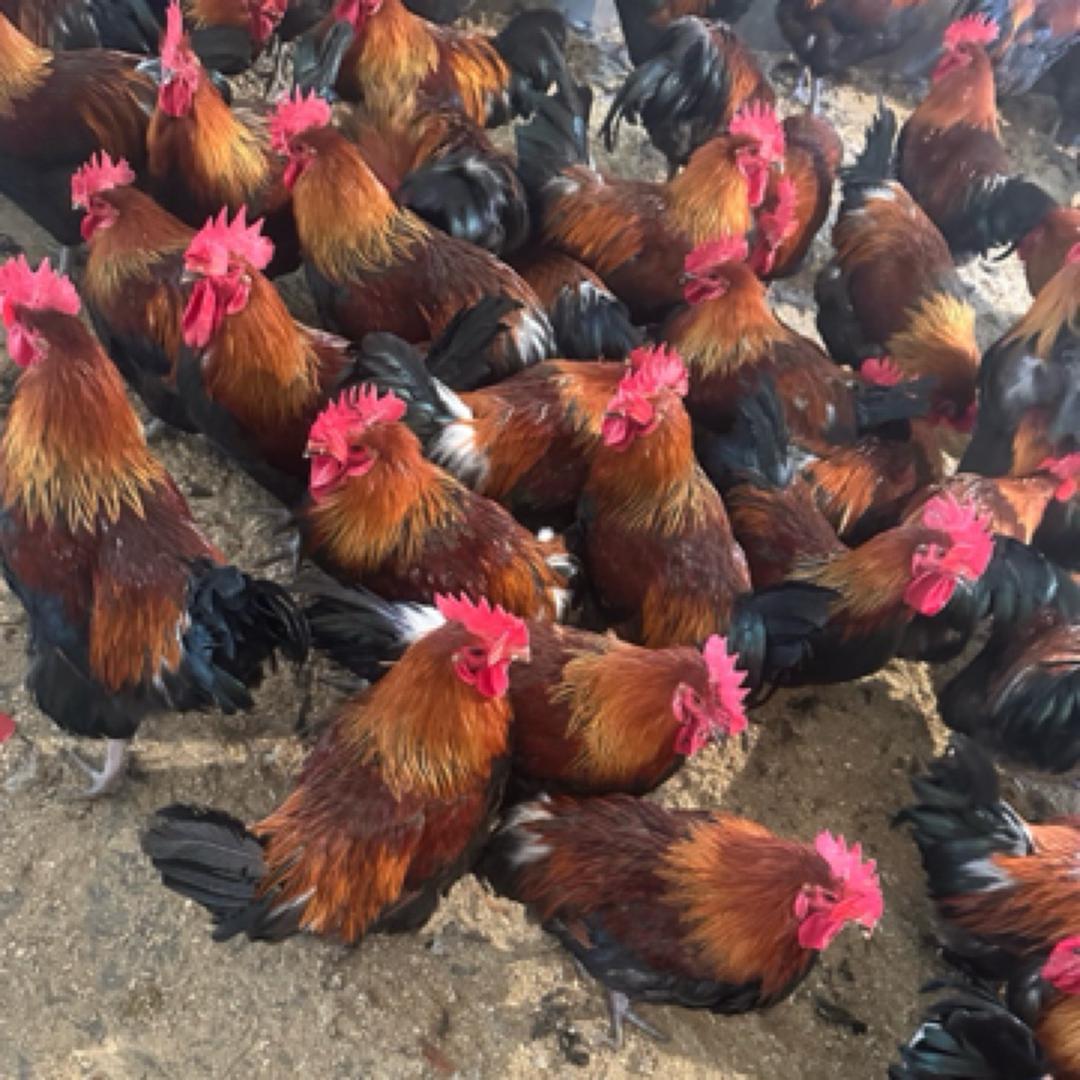 汇丰生鲜小时达