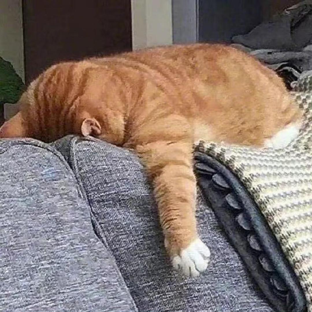 🐟期姐（负债100）