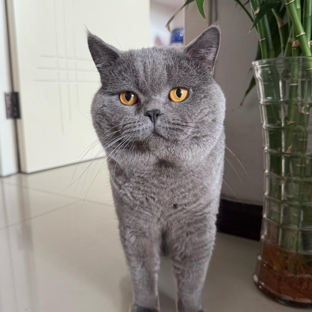 蓝胖是只猫